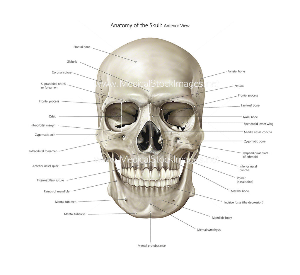 Anatomy of Skull Illustration  Anterior View Labelled – Medical