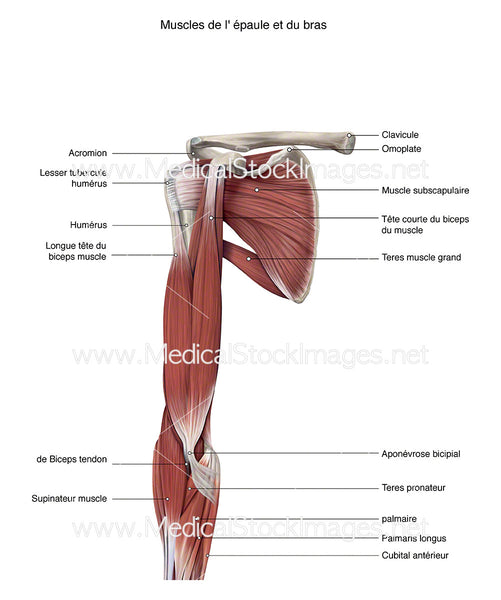 Muscles et tendons du bras – Média LAROUSSE