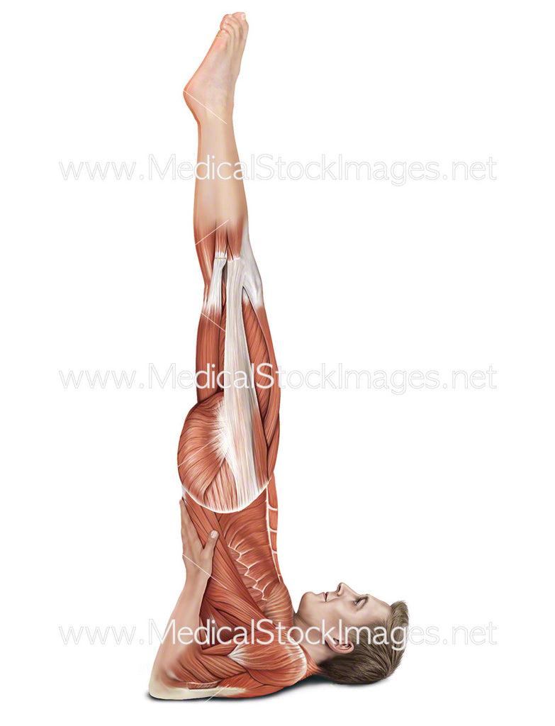 Shoulder Stand Salamba Sarvangasana – Medical Stock Images