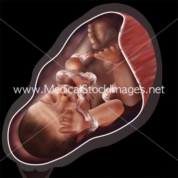 Week 39 Fetal Development – Medical Stock Images Company