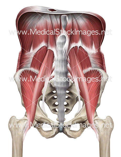 Muscles Of The Pelvis And Diaphragm Medical Stock Images Company