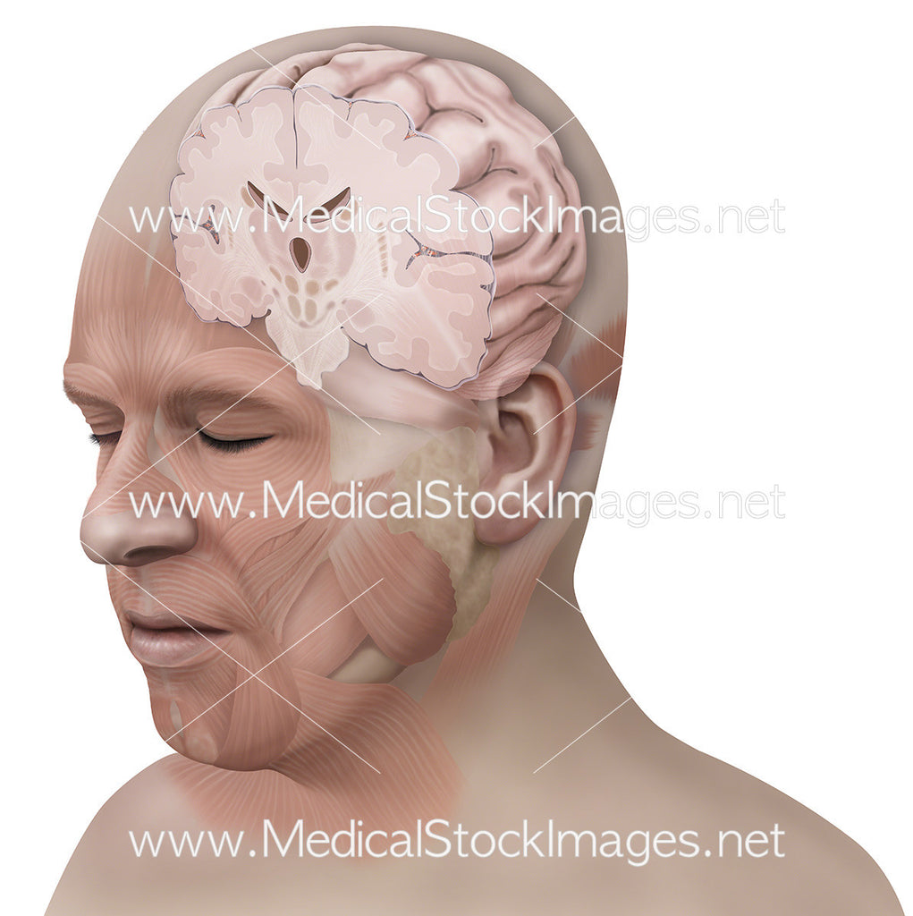 Muscles of the Head Anatomy with Brain in Cross Section Medical