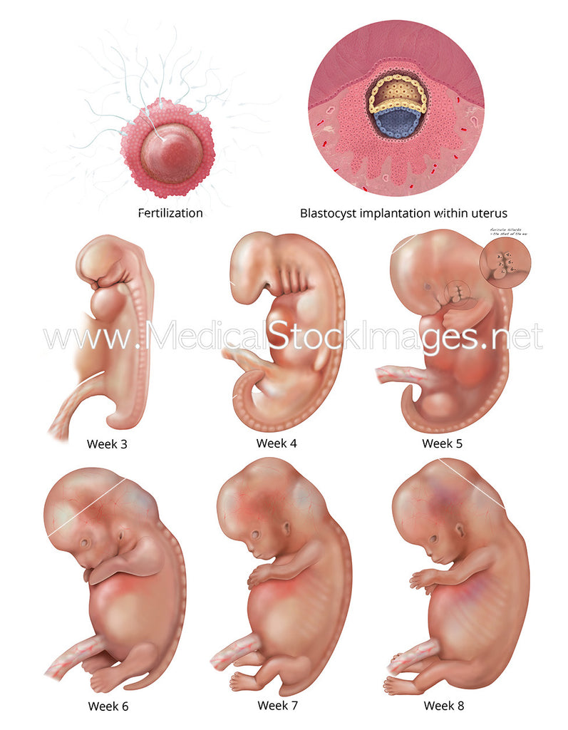 embryo at a week